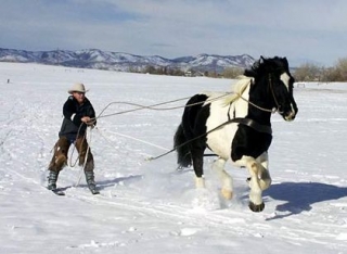  Organización del curso de Skijoring 